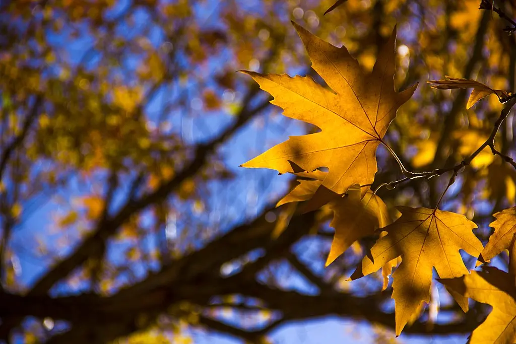 falling leaves in the fall season ,  by Mahdikarimi70, CC BY-SA 4.0, via Wikimedia Commons.